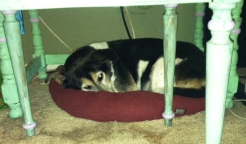 Dottie sleeping under desk