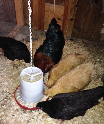 5 chicks at feeder