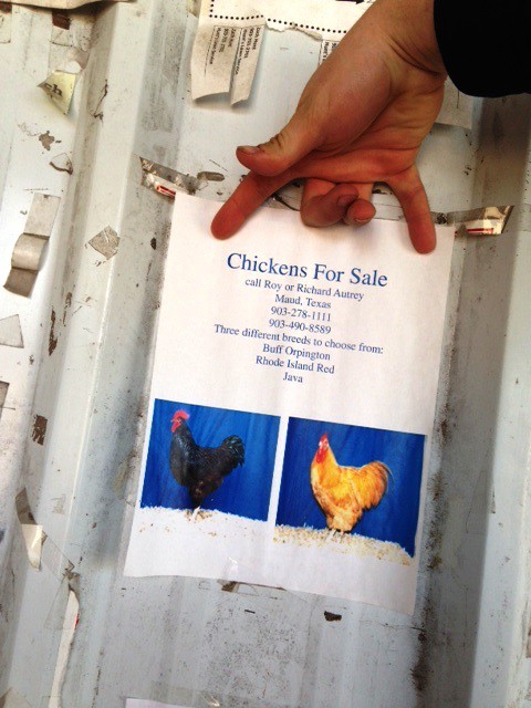 feed store chicken sign